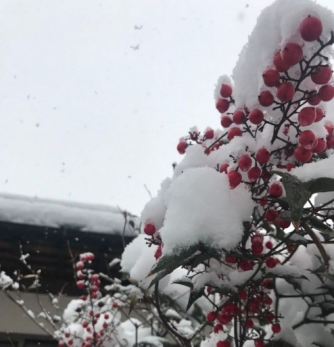 雪の下で冬芽が出ている木