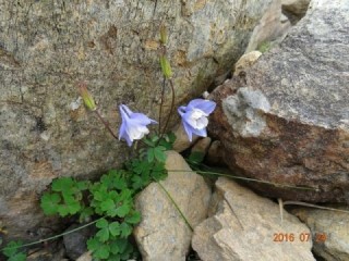 登山中に見つけた紫色の花