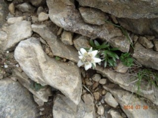 ハヤシネウスユキソウの花