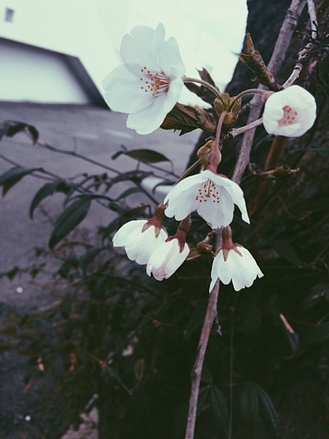 桜の木の枝